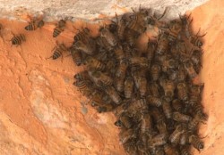 Retiran panal de abejas de casa abandonada.