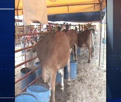 El abigeato si existe en zona rural de Mazatlán y está imparable.