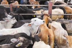 Detectan cabezas de ganado con tuberculosis