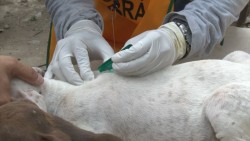 El 77% de los hogares con perros infestados de garrapatas