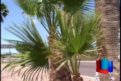 Atacan el ácaro rojo presente en palmeras de Guaymas