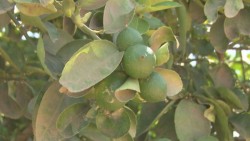 Los proyectos de agricultura son los solicitados en el extranjero.