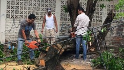 Cae árbol y se lleva cables de energía eléctrica en el centro de la ciudad