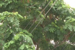 Piden corten ramas de árbol, pegan con cables de luz