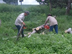 Árboles caídos y desperfectos en alumbrado deja la lluvia en la ciudad: Julio Guerra.