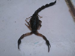 El intenso calor, favorece la proliferación de Alacranes ¡Cuidado!