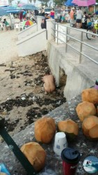 Lo captan como al Tigre de Santa Julia en los pinitos.
