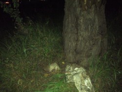 En pleno Tres Ríos, encuentran osamenta