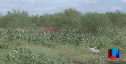 Se agudiza problema de maleza en baldíos