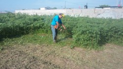 Realizan labor social