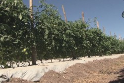 La siembra de soya es una amenaza para la horticultura : CIDH