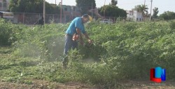 Limpian maleza en terreno baldío