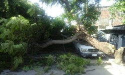 Cae otro árbol por causas naturales, daña vehículo estacionado.