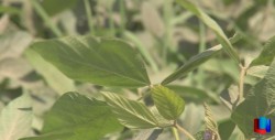 Buen desarrollo del cultivo del soya en la región