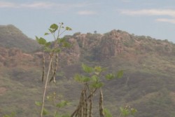 Impulsarán siembra de aguacate en la sierra de Badiraguato