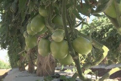 Temporada hortícola de Sinaloa 2016 con buenos resultados