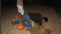 Rescata Profepa 350 huevos de tortuga y dos cocodrilos