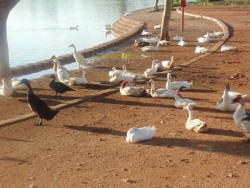 Buscan cuidar el ambiente y los animales silvestres
