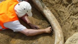 Descubren dos colmillos gigantescos de mamut