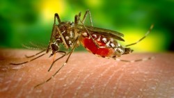 Fumigan toda la colonia ante caso de zika