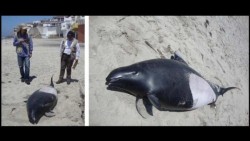 Hallan marsopa muerta en playas de Tijuana