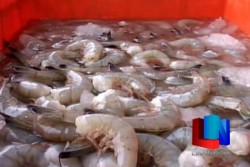 Pescadores se preparan para salir en busca del "oro rosado"