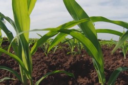 Planeación agrícola, tomando encuenta mercados: SAGARPA