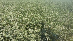 Se acerca cosecha de soya