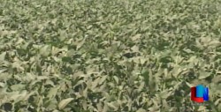 Se alistan para la cosecha de cultivo de soya