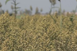 Aparecen primeras infestaciones de Pulgón Amarillo en Sorgo
