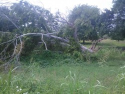 Caen árboles con lluvias registradas el fin de semana.