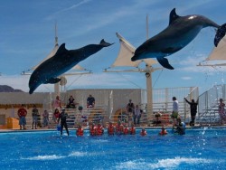 Avance del 70% en Delfinario