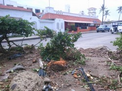 Sin reponerse palmera caída en el área del malecón.