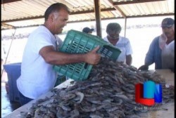 Prevén buena temporada de captura de camarón en Sonora