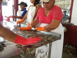 Se caen volúmenes de captura de camarón en bahías