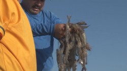 Confirma CONAPESCA caída en capturas de camarón en bahías