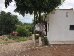 Continúa deficiente la recolección de basura