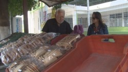Córicos, pinturitas, mestizas y jamoncillos: delicias sinaloenses