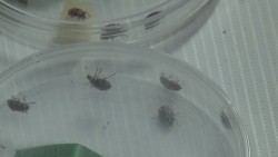 15 mdp distribuye Cesavesin para la plaga del pulgón amarillo