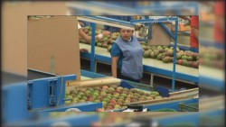 Apoyarán el combate a la mosca de la fruta en el sur de Sinaloa