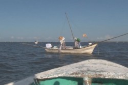 Capturadas mas de mil toneladas de camarón en esteros y bahías