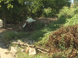 Maleza, basura y animales en lote baldío