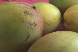 Piden nuevo esquema sanitario para los productores de mango del sur de Sinaloa
