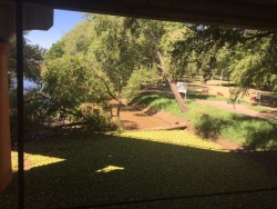 Árbol caído provoca que basura y ramas se estanquen