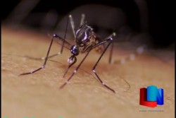 Hasta en un 95% disminuyen los casos de dengue