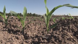 Factible establecer el cultivo de soya en Sinaloa
