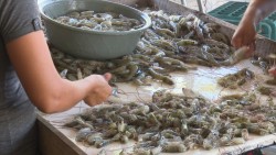 Sigue la mala producción de camarón en bahías
