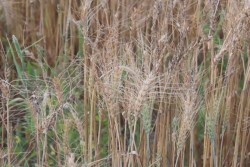 No habrá otro apoyo a productores de Trigo de Sinaloa