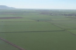 Riesgo de colapso, producir 7 millones de toneladas de maiz