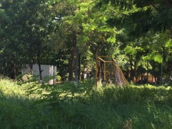 Llena de maleza se encuentra un área verde